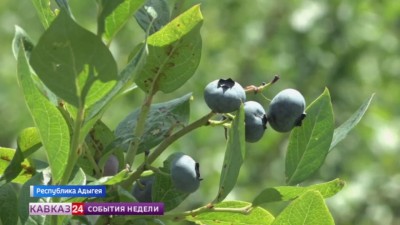 Ягодный сезон в Адыгее идет полным ходом Ягодный сезон в Адыгее идет полным ходом