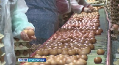 На Ставрополье значительно выросло производство яиц