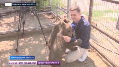 Осиротевшие медвежата из Северной Осетии обрели новый дом в Волгограде Осиротевшие медвежата из Северной Осетии обрели новый дом в Волгограде