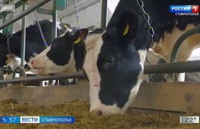 Животноводы Ставрополья заготавливают корма на зиму
